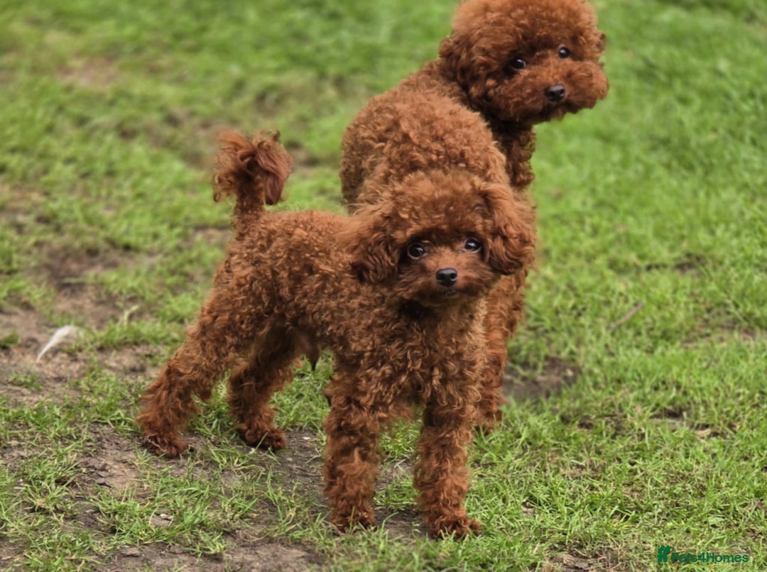 Maltipoo dogs for sale: Maltipoo puppys looking for loving home - Image 9