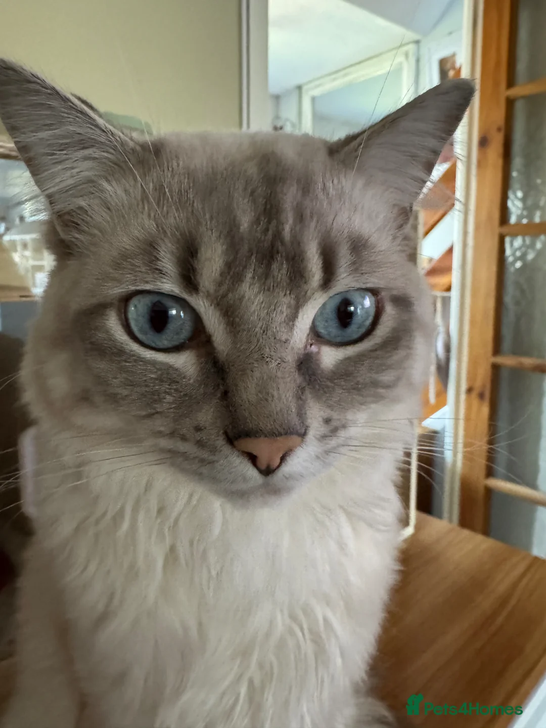 Ragdoll cats for sale: Ragdoll in Herne Bay - Advert 2