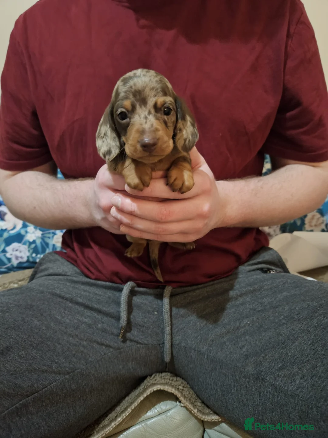 Miniature Dachshund dogs for sale: Stunning miniature dachshund puppies  - Advert 2