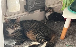 Mixed Breed cats for sale: Two lovely female kittens  - Image 6