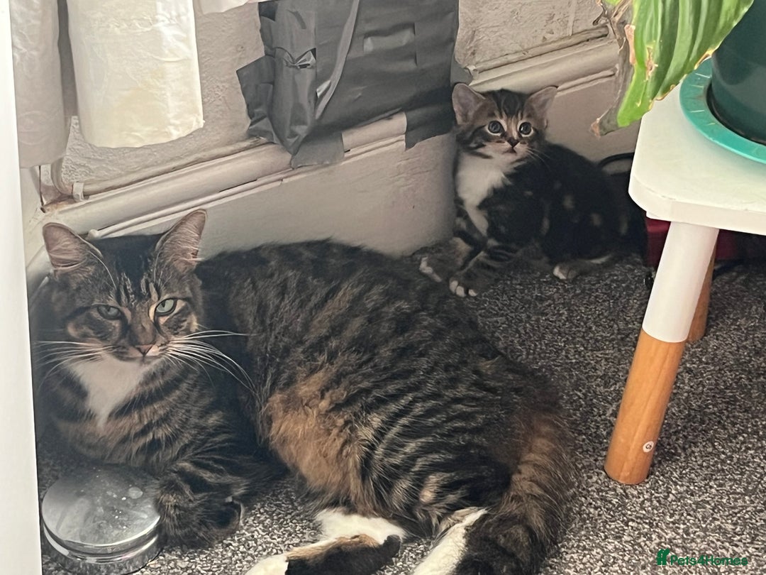 Mixed Breed cats for sale: Two lovely female kittens  - Image 6