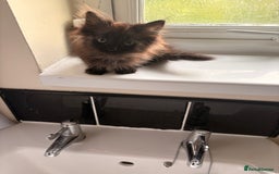 Mixed Breed cats for sale: Ragdoll x British shorthair kittens rare 🍫colour  - Image 2
