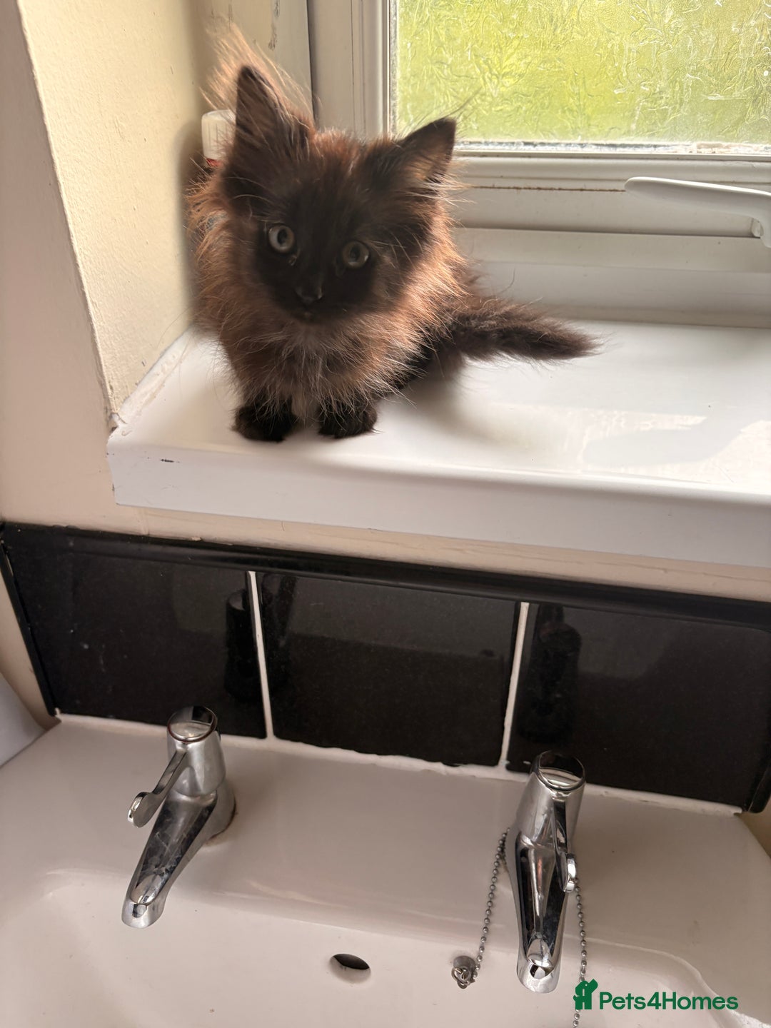 Mixed Breed cats for sale: Ragdoll x British shorthair kittens rare 🍫colour  - Image 2