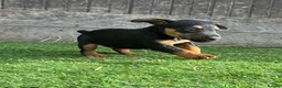 Lakeland Terrier dogs for sale: Lakeland terrier puppies - Advert 10