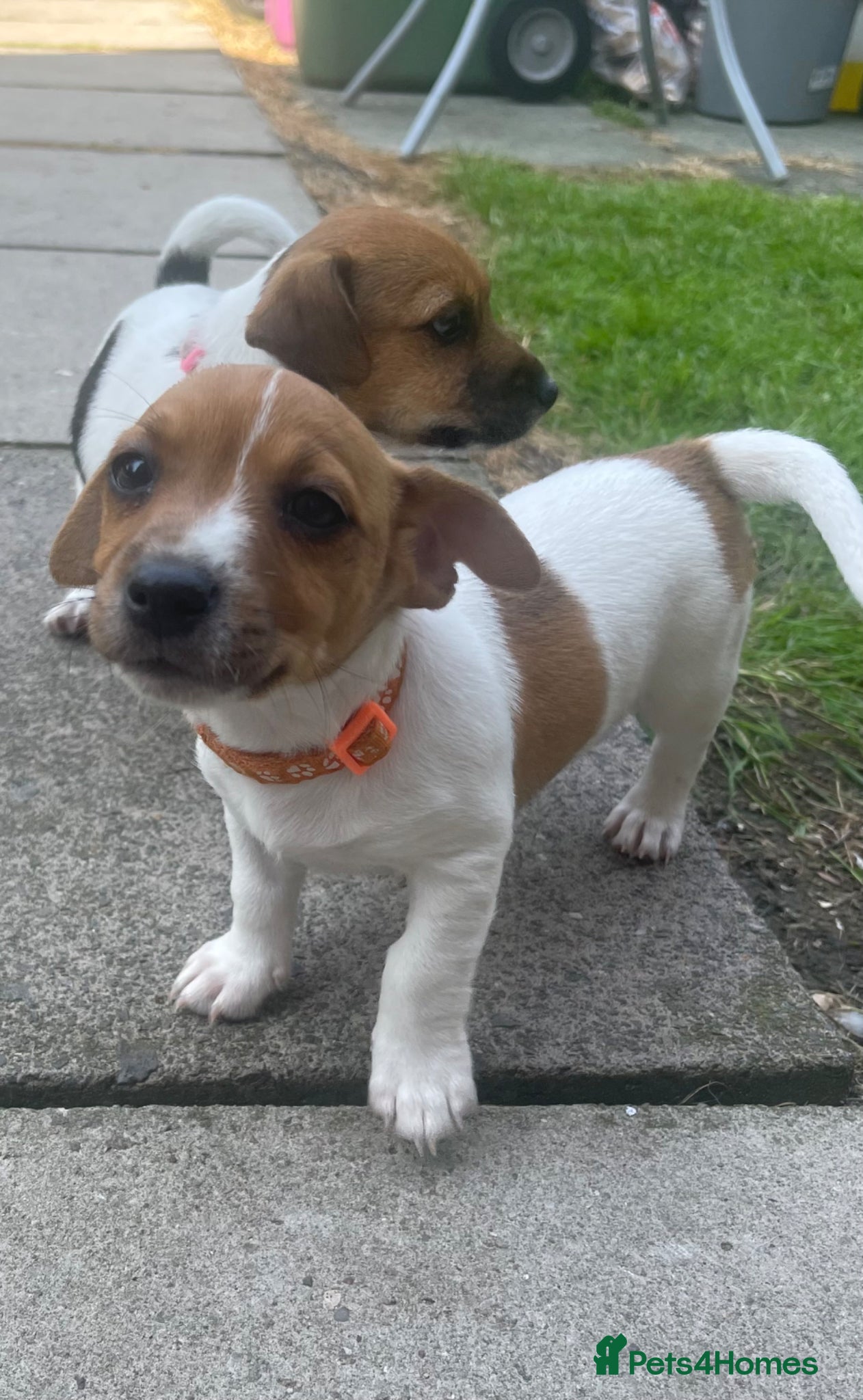 Jack Russell dogs Only 2 Remaining Stunning Jack Russell Puppies  - Advert 2