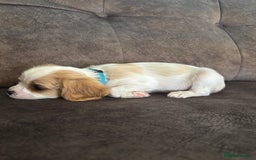 Cavachon dogs for sale: Cavalier King Charles X Cavachon - Image 11
