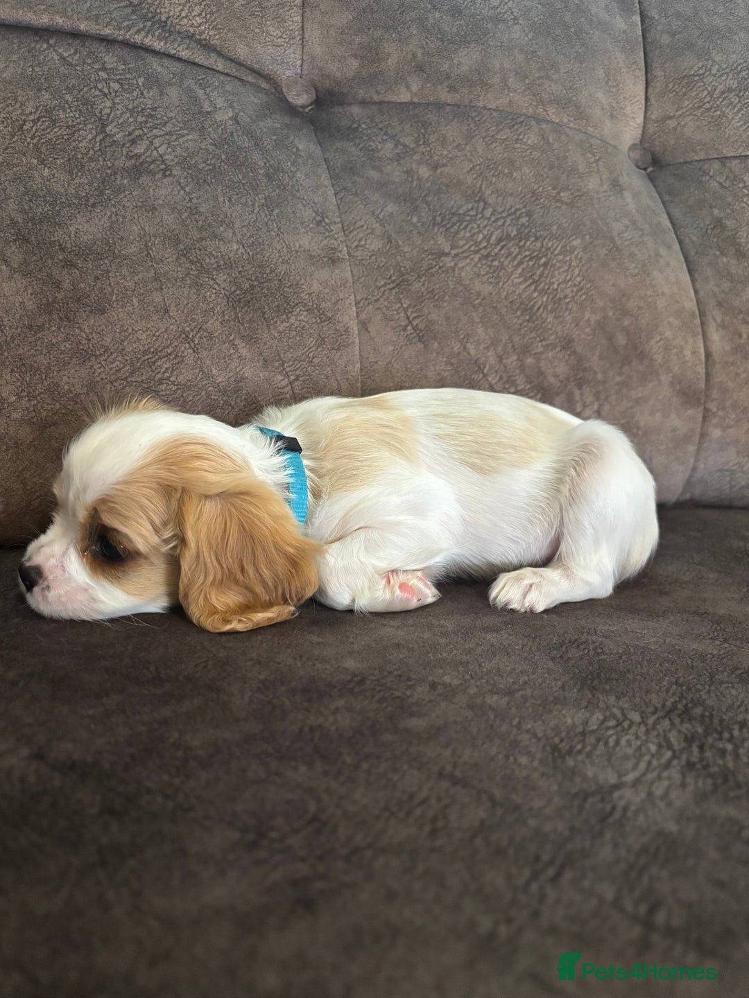 Cavachon dogs for sale: Cavalier King Charles X Cavachon - Image 11