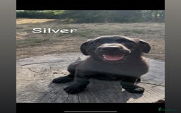 Mixed Breed dogs for sale: Beautiful puppies for sale  - Image 8