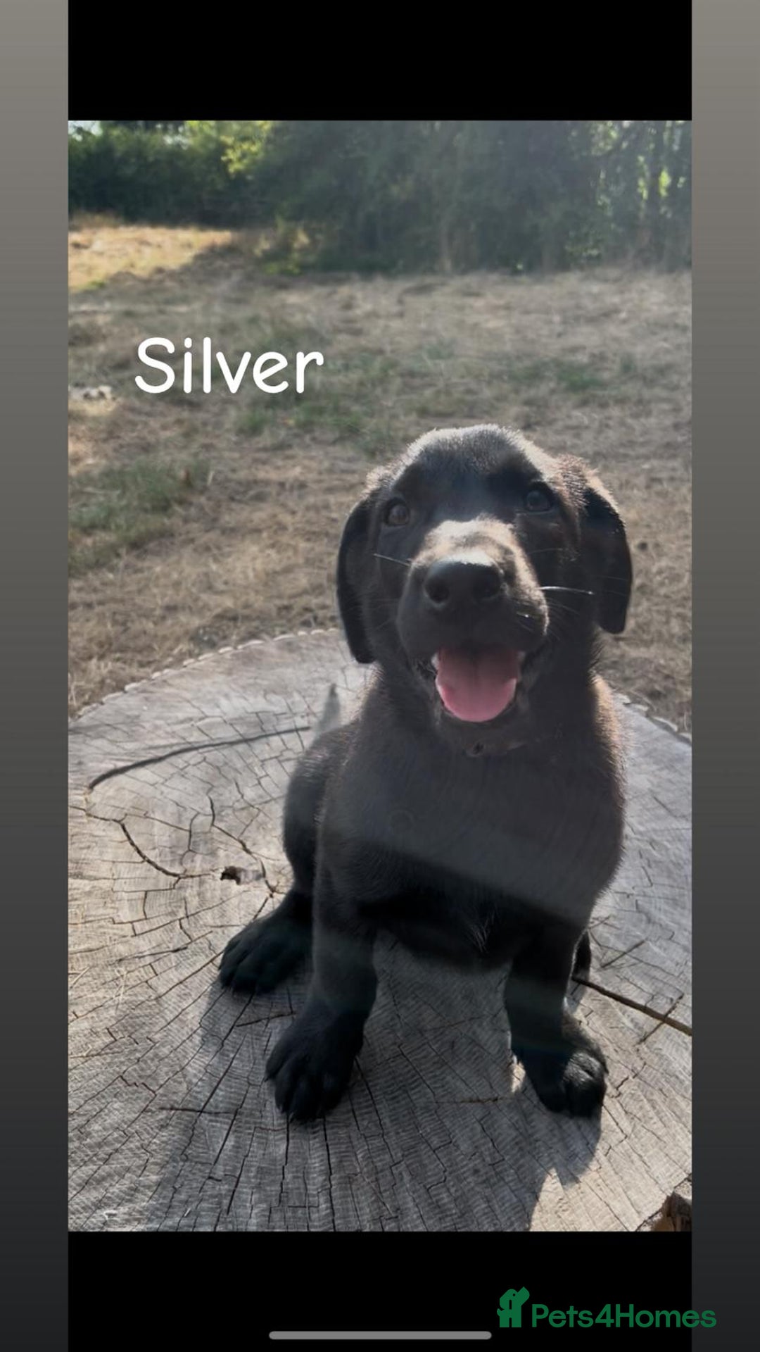 Mixed Breed dogs for sale: Beautiful puppies for sale  - Image 8