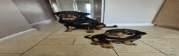 Rottweiler dogs for sale: Both Parents Elbows/hips scored, LEMP/JLPP Clear - Advert 5