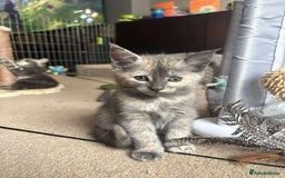 Mixed Breed cats for sale: Smokey Grey kittens for sale - Image 13