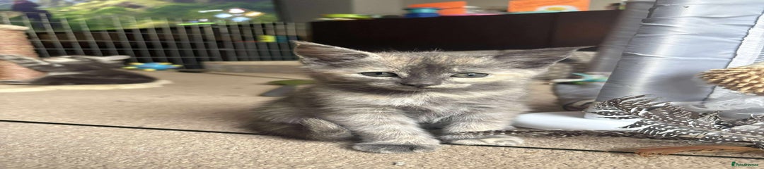 Mixed Breed Kitten 2