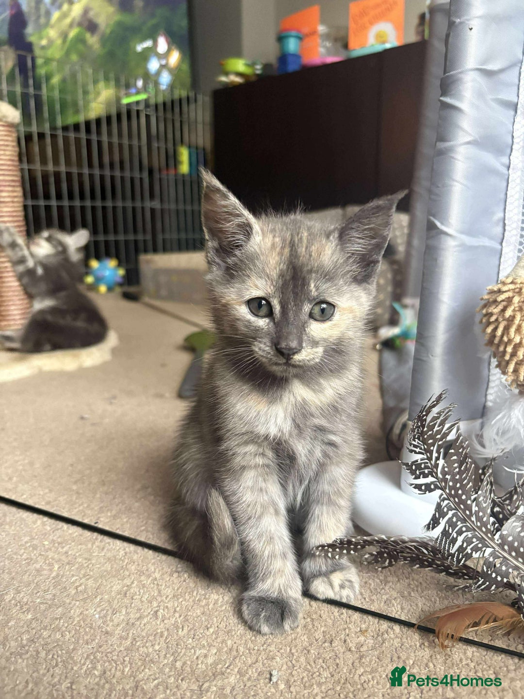 Mixed Breed cats for sale: Smokey Grey kittens for sale - Image 13