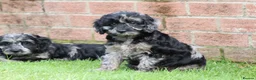 Cockapoo dogs for sale: F1 COCKAPOO PUPPIES FOR SALE - Advert 34