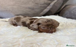 Dachshund dogs for sale: Beautiful litter of dachshund puppies … ONE  LEFT  - Image 7