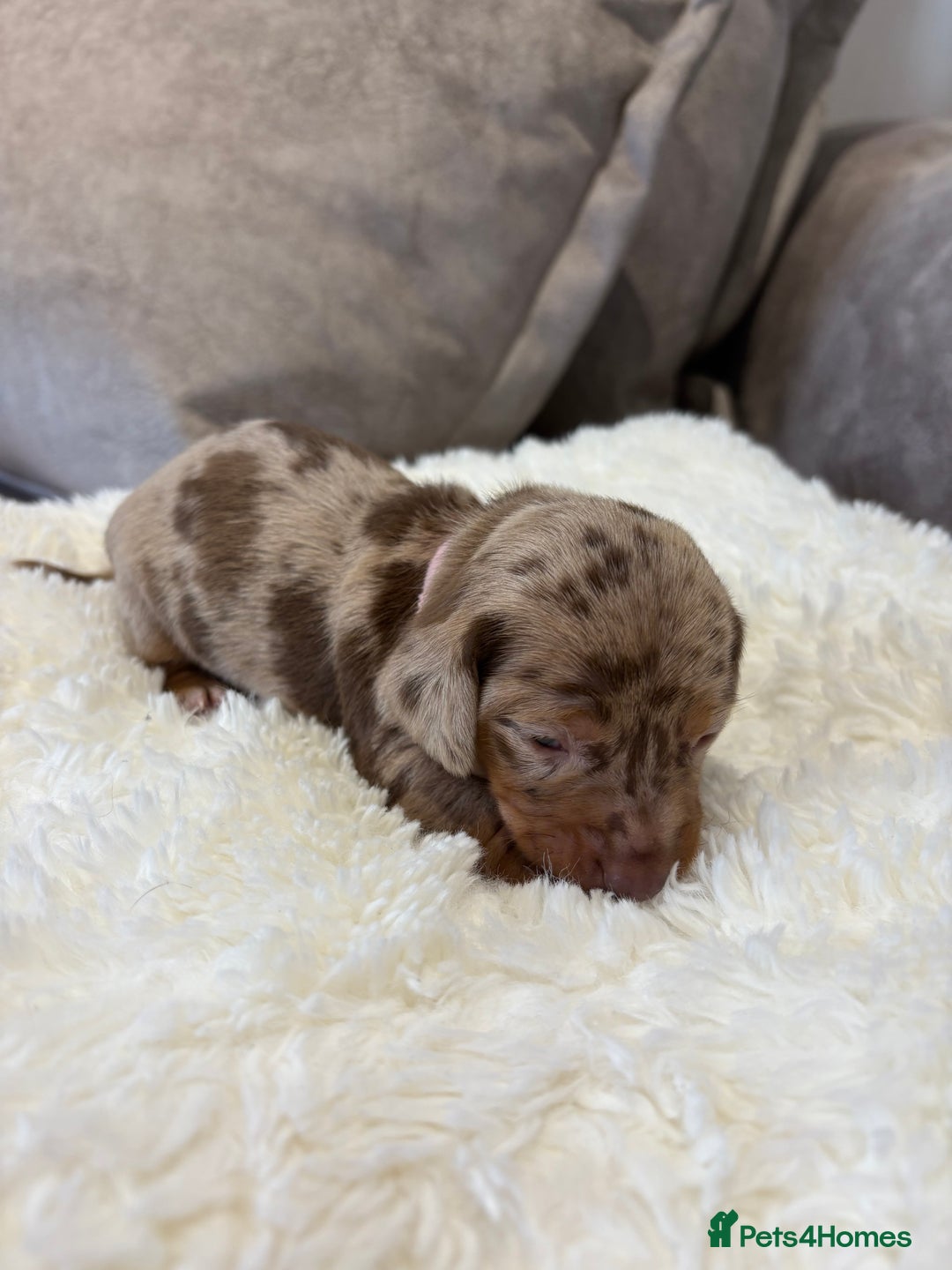 Dachshund dogs for sale: Beautiful litter of dachshund puppies … ONE  LEFT  - Image 7