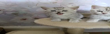 British Shorthair Kitten 2