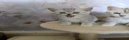 British Shorthair cats for sale: Purebred British Shorthair kittens  - Advert 5