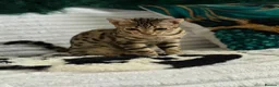 Bengal cats for sale: Stunning beautiful bengal kittens  - Advert 4