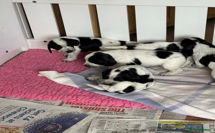 Sprocker dogs Adorable F1 Sprocker Spaniel Babies.  - Advert 11