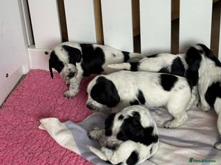 Sprocker dogs Adorable F1 Sprocker Spaniel Babies. - Advert 10