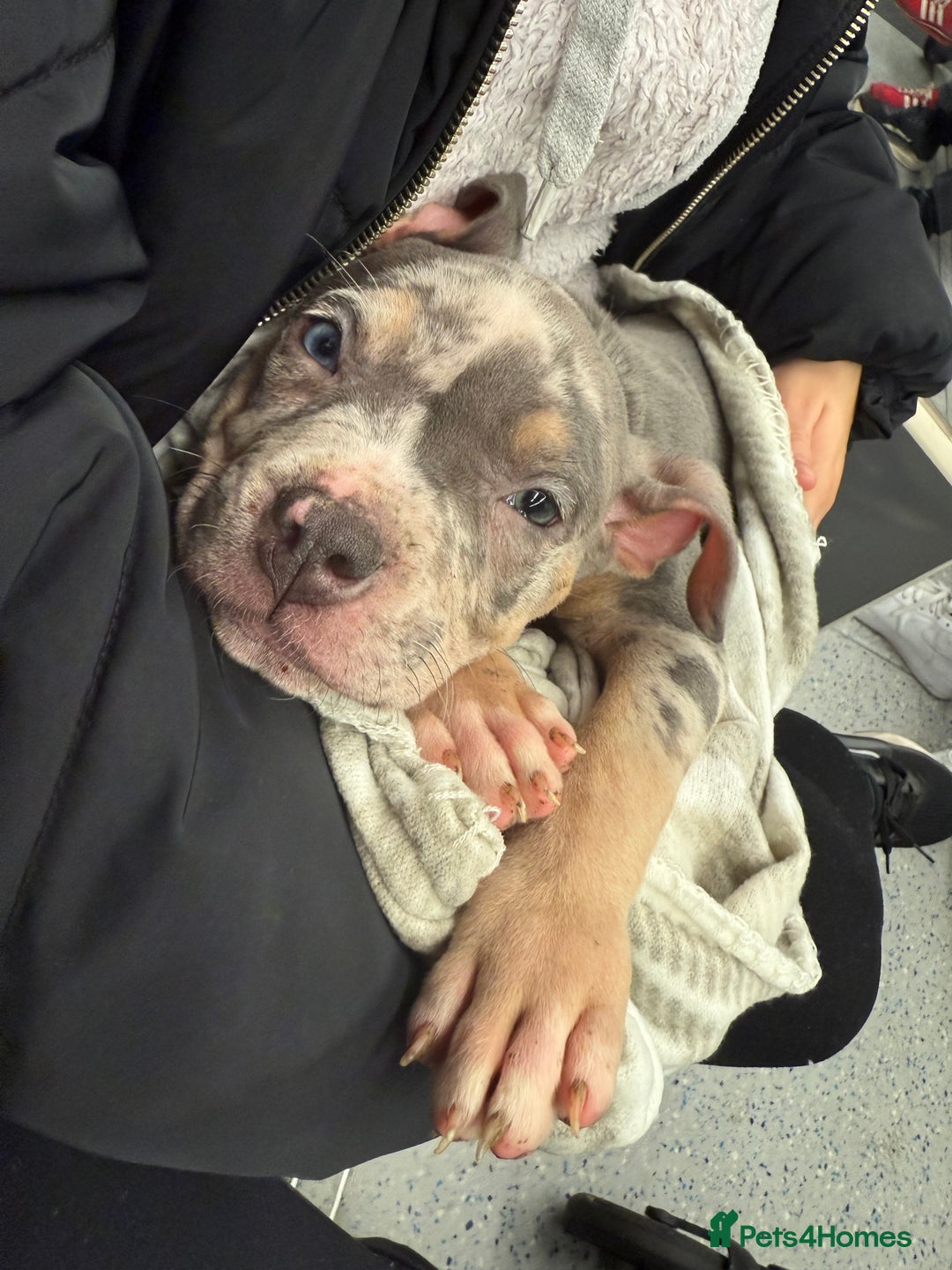 Mixed Breed dogs for sale: Pocket bully puppy  - Advert 2