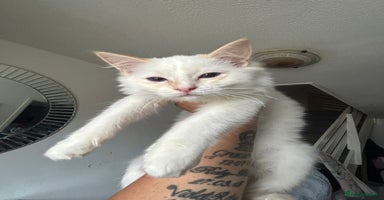 Ragdoll cats - Advert 10
