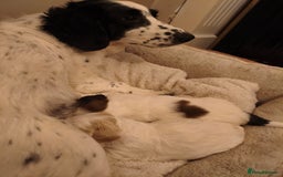 Mixed Breed dogs for sale: Gorgeous Cocker Bassett x Shichon pups  - Image 1