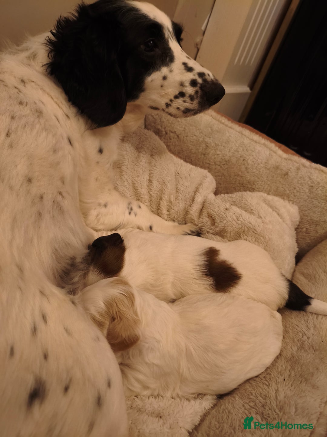 Mixed Breed dogs for sale: Gorgeous Cocker Bassett x Shichon pups  - Image 1