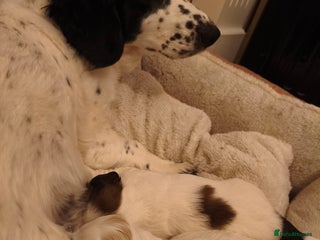 Mixed Breed dogs - Advert 19