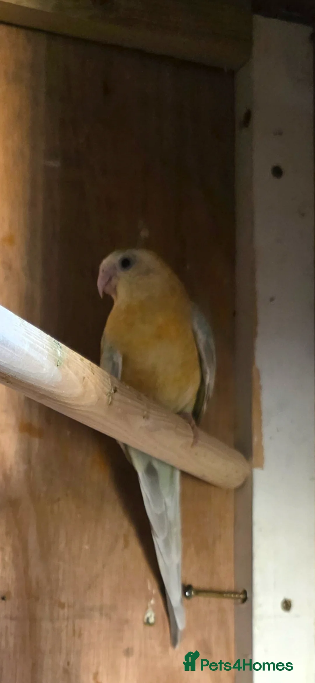 Parakeets birds for sale: Parakeets  - Advert 10