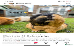 Guinea Pig rodents for sale: Pairs of guinea pigs for sale  - Image 3