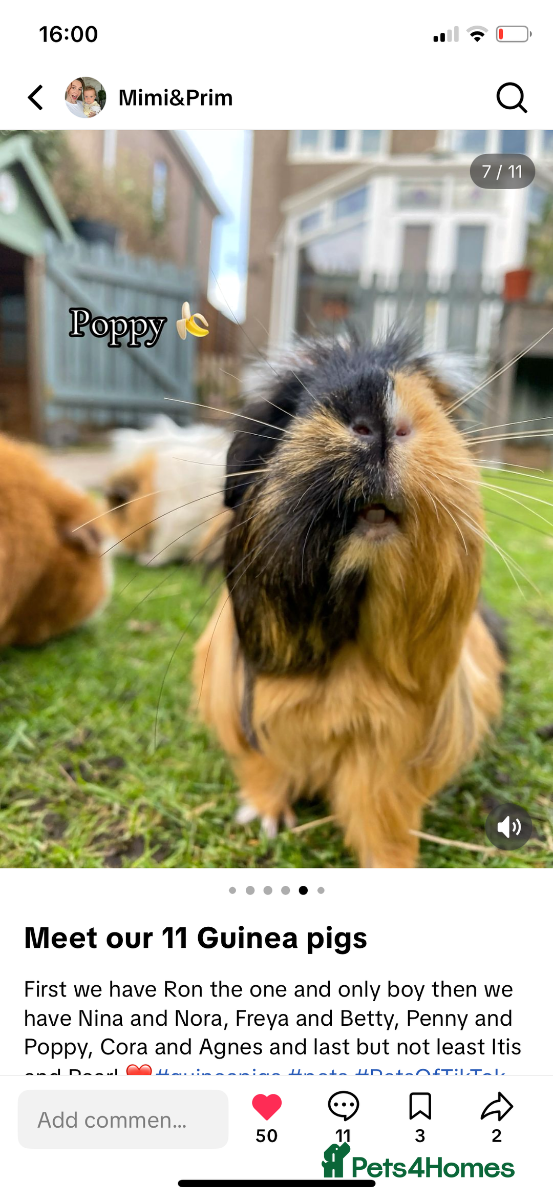 Guinea Pig rodents for sale: Pairs of guinea pigs for sale  - Image 3
