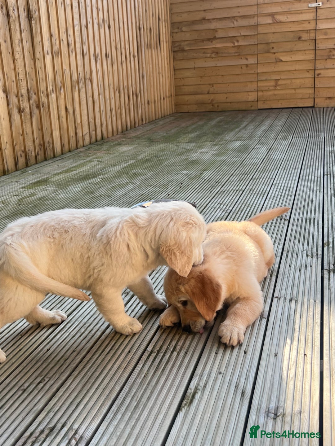 Golden Retriever dogs for sale: Teddy Bear Goldies - Image 33