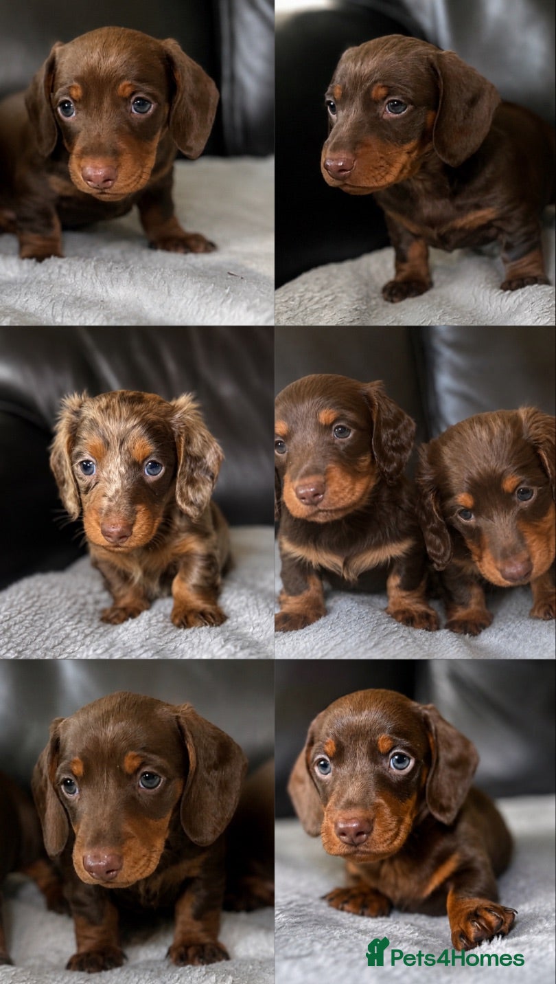 Miniature Dachshund dogs Miniature dachshunds  - Advert 17