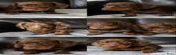 Miniature Dachshund dogs for sale: Miniature dachshunds  - Advert 1