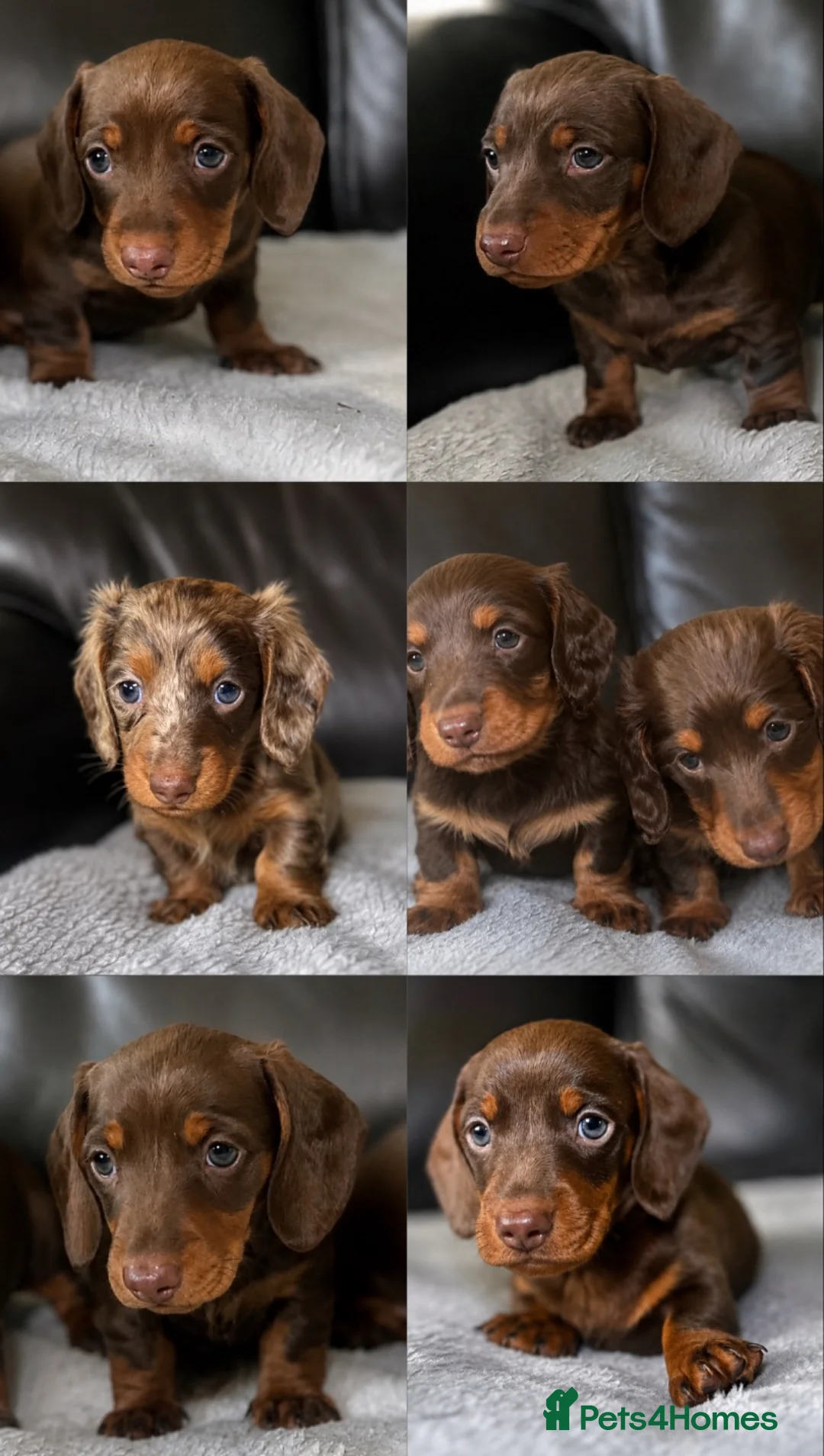 Miniature Dachshund dogs for sale: Miniature dachshunds  - Advert 1