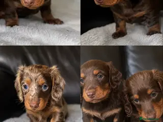 Miniature Dachshund dogs Miniature dachshunds - Advert 1