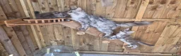 Maine Coon cats for sale: Pure Bred Maine Coon Kittens - Advert 26