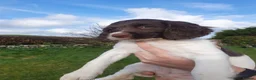 English Springer Spaniel dogs for sale: Springer spaniel pup in Newton Stewart - Advert 4