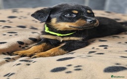 Rottweiler dogs for sale: Stunning Rottweiler puppys - Image 13