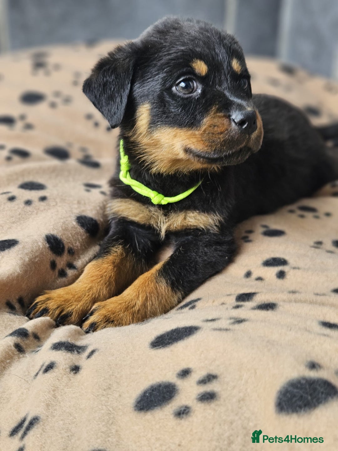 Rottweiler dogs for sale: Stunning Rottweiler puppys - Image 13