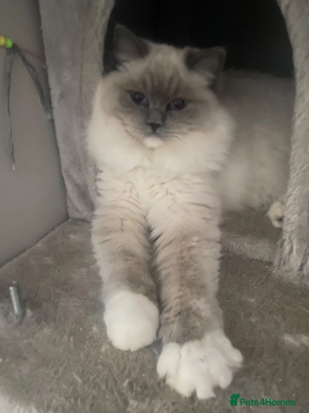 Ragdoll cats for sale: Beautiful Ragdolls  - Advert 8