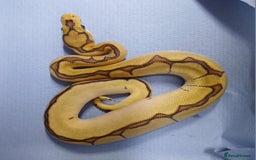 Python Snake reptiles for sale: Royal Python Morph Hatchlings  - Image 1