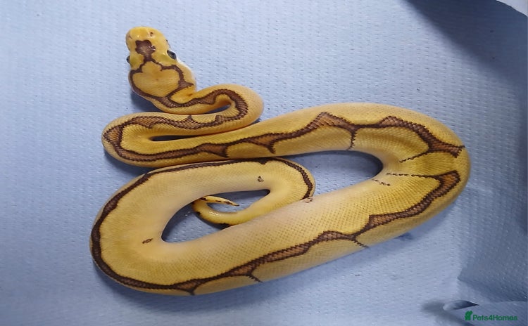 Python Snake reptiles - Advert 2