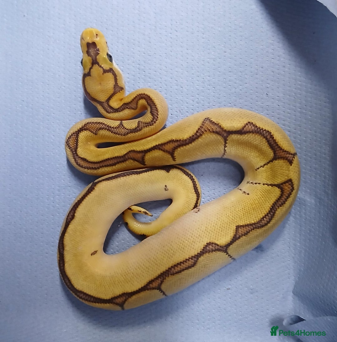 Python Snake reptiles for sale: Royal Python Morph Hatchlings  - Image 1