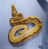 Python Snake reptiles - Advert 7