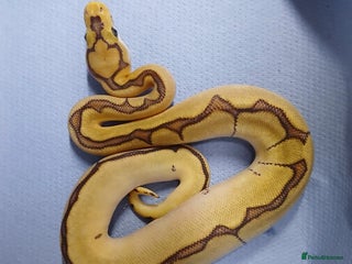 Python Snake reptiles - Advert 1