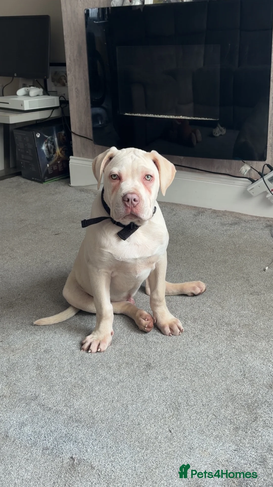 Cane Corso dogs for sale: Cane corso - Advert 6