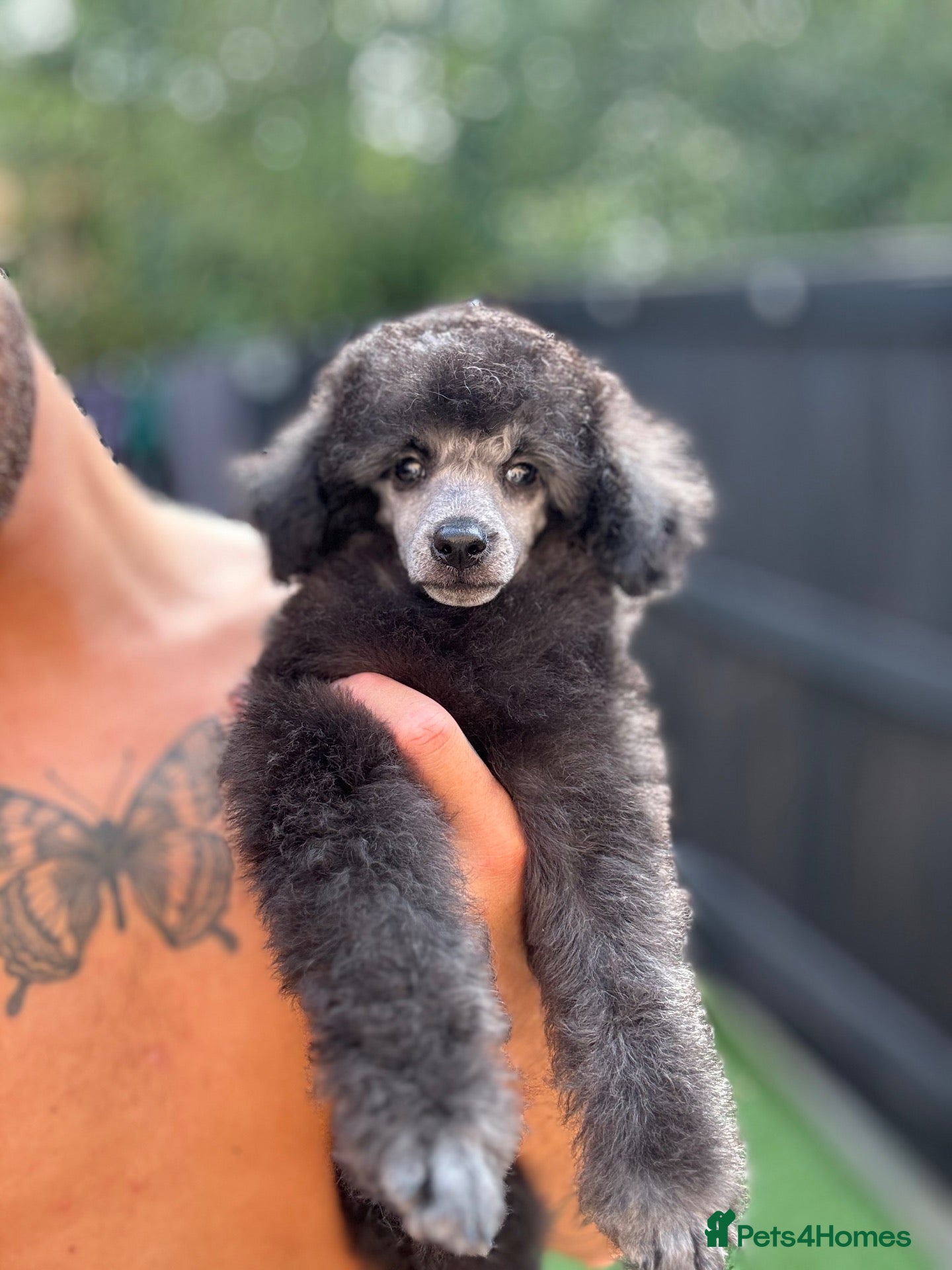 Toy Poodle dogs Silver Toy Poodle  - Advert 1